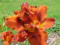 LANDSCAPE-SUMMER-DAYLILIES-DOUBLE BOURBON.jpg (59117 bytes)