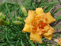 LANDSCAPE-SUMMER-DAYLILIES-DOUBLE TOPAZ.jpg (110131 bytes)