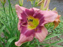 LANDSCAPE-SUMMER-DAYLILIES-EMPEROR'S DRAGON.jpg (98576 bytes)