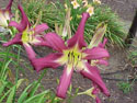 LANDSCAPE-SUMMER-DAYLILIES-FELLOW.jpg (129765 bytes)