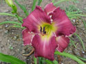 LANDSCAPE-SUMMER-DAYLILIES-FORTUNE'S DEAREST.jpg (92401 bytes)