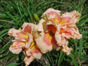 LANDSCAPE-SUMMER-DAYLILIES-FORTY SECOND STREET.jpg (57910 bytes)