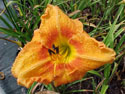 LANDSCAPE-SUMMER-DAYLILIES-HEARTFELT.jpg (55509 bytes)