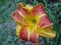 LANDSCAPE-SUMMER-DAYLILIES-INCA SECRET.jpg (48693 bytes)