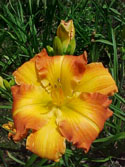 LANDSCAPE-SUMMER-DAYLILIES-INDIAN RIPPLES.jpg (48145 bytes)