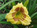 LANDSCAPE-SUMMER-DAYLILIES-JASON SALTER.jpg (83396 bytes)