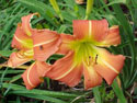 LANDSCAPE-SUMMER-DAYLILIES-KING MOE.jpg (98381 bytes)