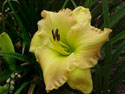 LANDSCAPE-SUMMER-DAYLILIES-MATT.jpg (33145 bytes)