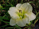 LANDSCAPE-SUMMER-DAYLILIES-MONICA MARIE.jpg (34906 bytes)