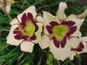 LANDSCAPE-SUMMER-DAYLILIES-MOONLIT MASQUERADE.jpg (104881 bytes)