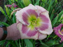 LANDSCAPE-SUMMER-DAYLILIES-MORTS MASTERPIECE.jpg (82427 bytes)