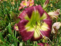 LANDSCAPE-SUMMER-DAYLILIES-NIGHT BEACON.jpg (59581 bytes)