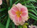 LANDSCAPE-SUMMER-DAYLILIES-PAIGES PINATA.jpg (86085 bytes)