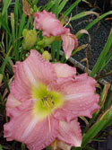 LANDSCAPE-SUMMER-DAYLILIES-PINK HERO.jpg (44078 bytes)