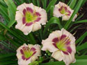 LANDSCAPE-SUMMER-DAYLILIES-SILOAM BO PEEP.jpg (89560 bytes)