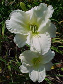 LANDSCAPE-SUMMER-DAYLILIES-SNOW WHITE DOVE.jpg (40703 bytes)