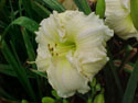 LANDSCAPE-SUMMER-DAYLILIES-SONG OF PROMISE.jpg (65799 bytes)