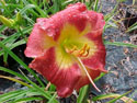 LANDSCAPE-SUMMER-DAYLILIES-THUNDER BANK.jpg (64416 bytes)
