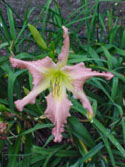 LANDSCAPE-SUMMER-DAYLILIES-WIND FRILLS.jpg (78979 bytes)