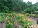 LANDSCAPE-SUMMER-GENERAL-11.jpg (139737 bytes)