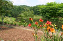 LANDSCAPE-SUMMER-GENERAL-27.jpg (3394568 bytes)