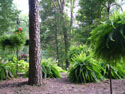 LANDSCAPE-SUMMER-GENERAL-38.jpg (1684163 bytes)