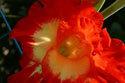 LANDSCAPE-SUMMER-GLADIOLUS-03.jpg (1664356 bytes)