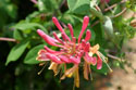 LANDSCAPE-SUMMER-HONEYSUCKLE-03.jpg (1787022 bytes)