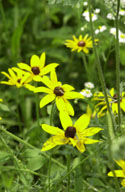 LANDSCAPE-SUMMER-PERENNIAL-30.jpg (2208086 bytes)
