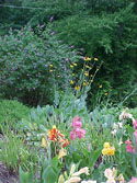 LANDSCAPE-SUMMER-PERENNIALS-06.jpg (161117 bytes)
