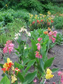 LANDSCAPE-SUMMER-PERENNIALS-10.jpg (155567 bytes)