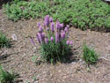 LANDSCAPE-SUMMER-PERENNIALS-13.jpg (167762 bytes)