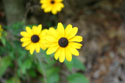 LANDSCAPE-SUMMER-PERENNIALS-27.jpg (2190473 bytes)