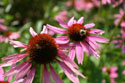 LANDSCAPE-SUMMER-PERENNIALS-28.jpg (2414649 bytes)
