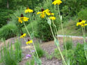 LANDSCAPE-SUMMER-PERENNIALS-31.jpg (1612092 bytes)