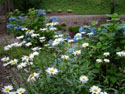 LANDSCAPE-SUMMER-PERENNIALS-33.jpg (1617377 bytes)