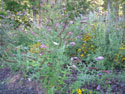 LANDSCAPE-SUMMER-PERENNIALS-35.jpg (1647269 bytes)