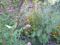 LANDSCAPE-SUMMER-PERENNIALS-36.jpg (1658948 bytes)