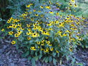 LANDSCAPE-SUMMER-PERENNIALS-37.jpg (1594996 bytes)