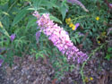 LANDSCAPE-SUMMER-PERENNIALS-38.jpg (1618330 bytes)