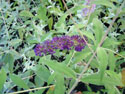 LANDSCAPE-SUMMER-PERENNIALS-39.jpg (1627895 bytes)