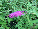 LANDSCAPE-SUMMER-PERENNIALS-40.jpg (1614293 bytes)