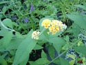 LANDSCAPE-SUMMER-PERENNIALS-41.jpg (1609767 bytes)