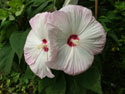 LANDSCAPE-SUMMER-PERENNIALS-43.jpg (1645094 bytes)