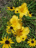 LANDSCAPE-SUMMER-PERENNIALS-44.jpg (65638 bytes)
