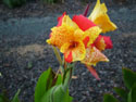 LANDSCAPE-SUMMER-PERENNIALS-46.jpg (1655956 bytes)