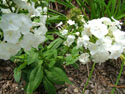 LANDSCAPE-SUMMER-PERENNIALS-47.jpg (1713785 bytes)
