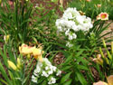 LANDSCAPE-SUMMER-PERENNIALS-52.jpg (1619134 bytes)