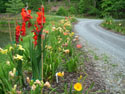 LANDSCAPE-SUMMER-PERENNIALS-53.jpg (1696909 bytes)