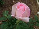LANDSCAPE-SUMMER-ROSES-01.jpg (1602635 bytes)